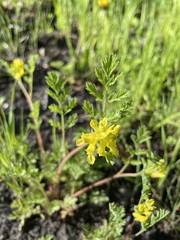 Corydalis aurea