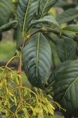 Palicourea lineariflora