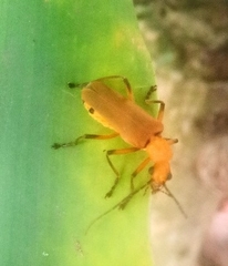 Chauliognathus cinguliventris