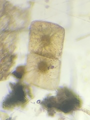 Foraminifera