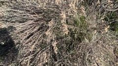 Lepidospartum squamatum