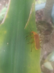 Chauliognathus cinguliventris