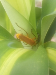 Chauliognathus cinguliventris
