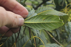 Palicourea lineariflora