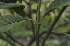 Palicourea lineariflora