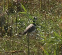 Vanellus crassirostris