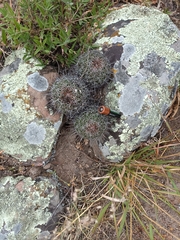 Coryphantha clavata