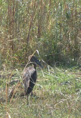 Anastomus lamelligerus