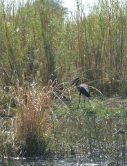 Anastomus lamelligerus