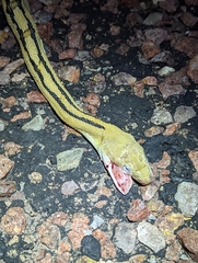 Bogertophis subocularis