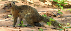 Paraxerus cepapi
