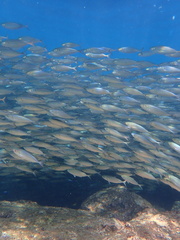 Selar crumenophthalmus
