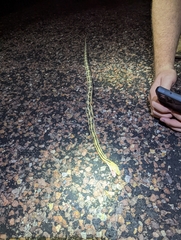 Bogertophis subocularis