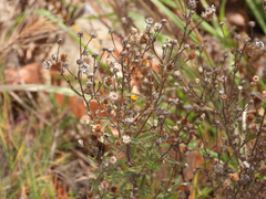 Pulicaria paludosa
