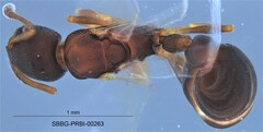 Cardiocondyla mauritanica