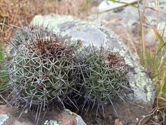Coryphantha clavata