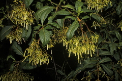 Palicourea lineariflora