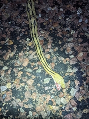 Bogertophis subocularis