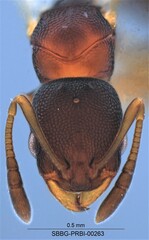 Cardiocondyla mauritanica