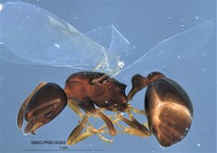 Cardiocondyla mauritanica