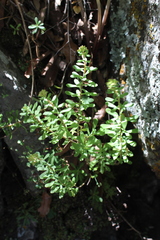 Sedum quevae