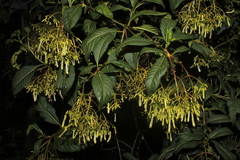 Palicourea lineariflora