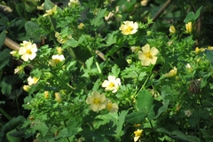 Modiolastrum malvifolium