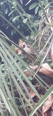 Passer domesticus