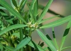 Euphorbia exstipulata