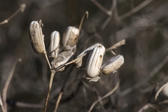 Prangos trifida