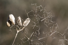 Prangos trifida