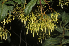 Palicourea lineariflora