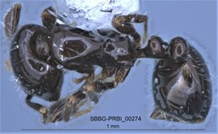 Monomorium ergatogyna