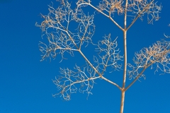 Prangos trifida