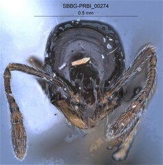 Monomorium ergatogyna
