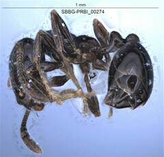 Monomorium ergatogyna