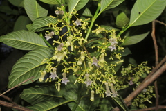 Palicourea lineariflora