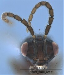 Megaspilidae