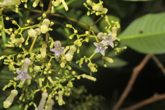 Palicourea lineariflora