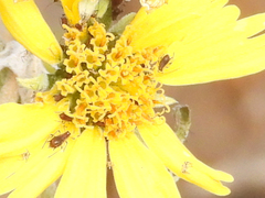 Macrosiphum euphorbiae