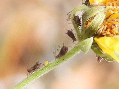 Macrosiphum euphorbiae
