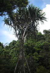 Pandanus tectorius