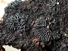 Glonium stellatum
