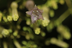 Palicourea lineariflora