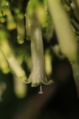 Palicourea lineariflora