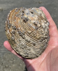 Periglypta multicostata