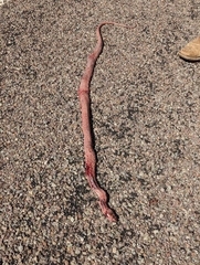 Masticophis flagellum testaceus