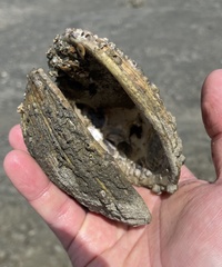 Periglypta multicostata