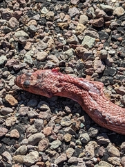 Masticophis flagellum testaceus