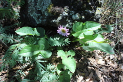 Iostephane heterophylla